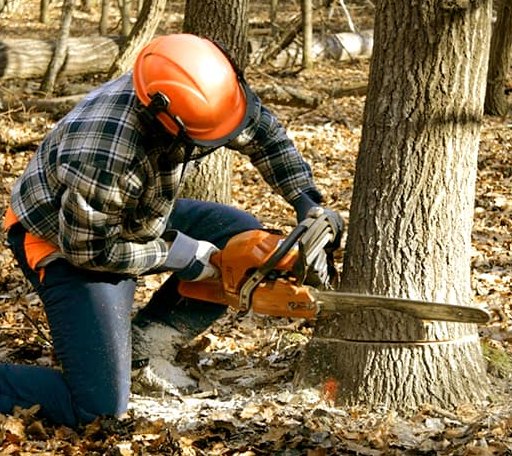 Tree Removal in Orient, IA